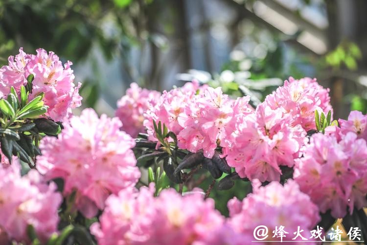 姚黄魏紫首度同框，高山秘境漫游绮鹃！辰山迎春花展2月16日启幕，属马免费